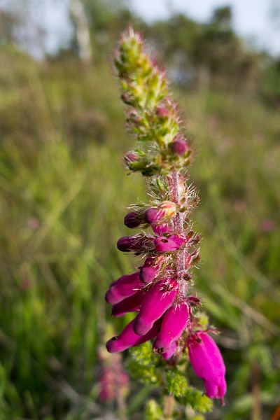 The nationally rare Dorset Heath. 