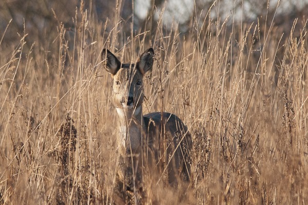 Roe Deer