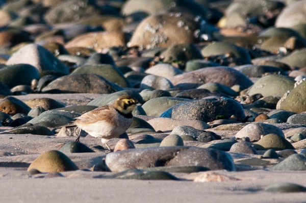 Shore Lark at Rossall Point, Fleetwood.