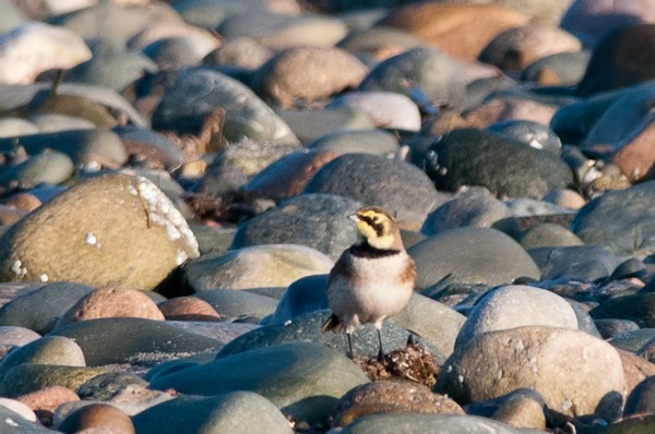 Shore Lark