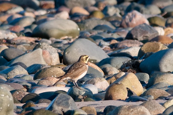 Shore Lark 