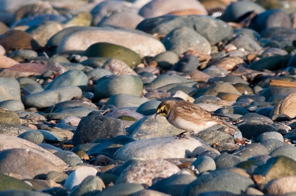 Shore Lark amongst the pebbles at Rossall Point, Fleetwood.