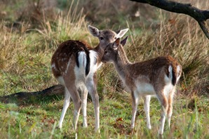 Doe a deer and fawn