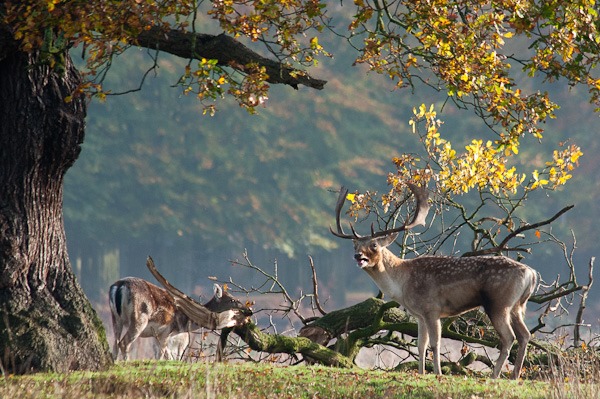 Fallow deer at Dunham Massey