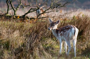 Bambi ! Fallow deer fawn complete with spotted summer coat