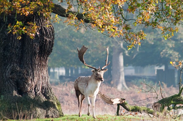 Fallow deer buck