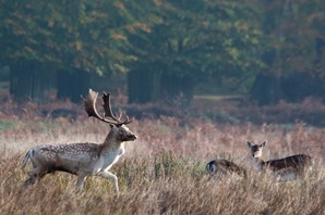 Fallow deer buck