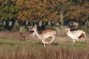 Fallow deer Doe