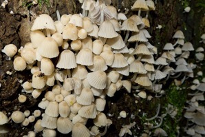 Faeries bonnets