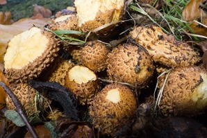  Fungi amongst the beech litter. 