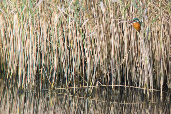 Kingfisher at the edge of the reed beds