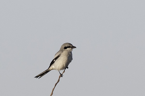 Great Grey Shrike on the lookout for voles and mice.