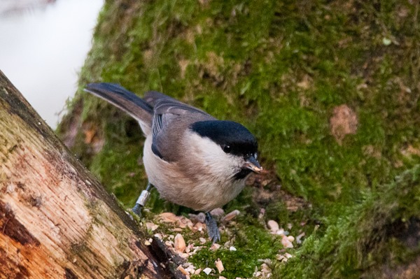 Marsh Tit feeding on bird seed left by a visitor