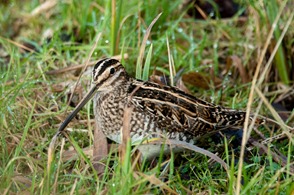 Common Snipe in front of the lower hide