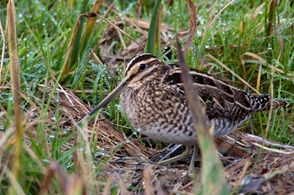 Common Snipe