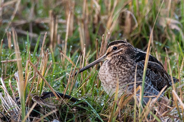 The superb cryptic camouflage of the Snipes plumage