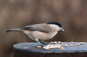 Marsh Tit and seed on the armrest of a bench