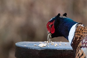 Seed being devoured by a Pheasant