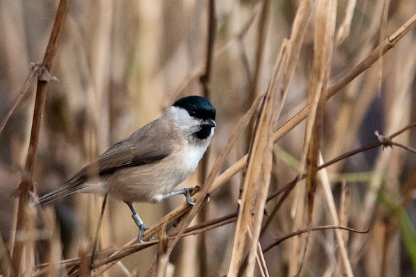 Marsh Tit at Leighton Moss