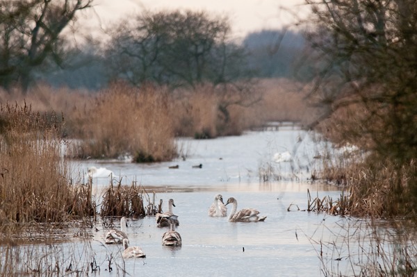 Mute Sawns at Leighton Moss