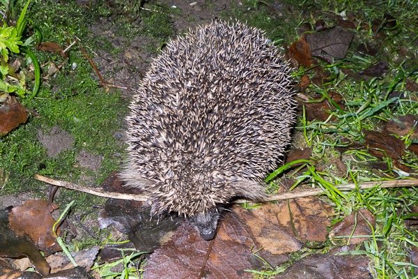 Back garden Hedgehog foraging amongst the leaf litter