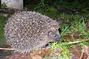 Hedgehog