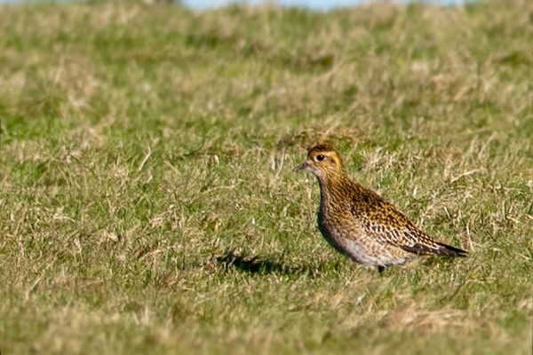 Golden Plover in the fields above Burton Mere