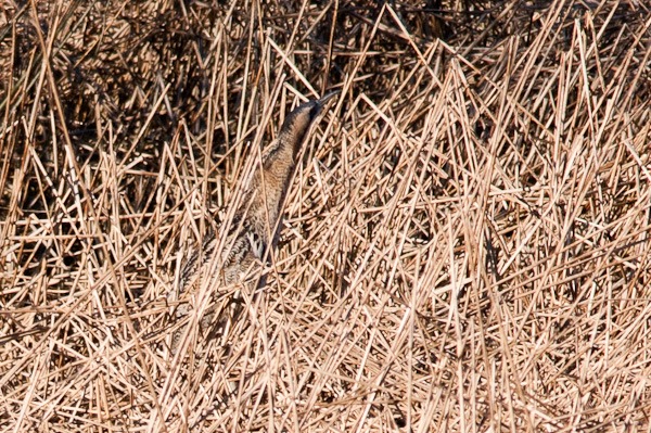 Bittern lurking in the reedbed at Budworth Mere, Cheshire
