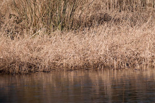 Reedbed - Budworth Mere, Cheshire