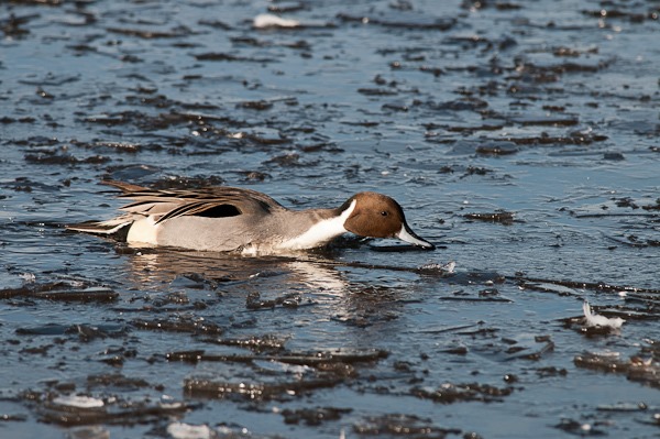 Pintail negotiating the ice at Martin Mere