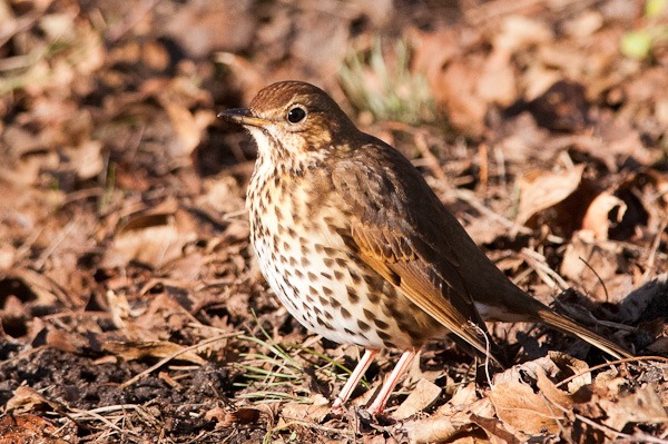 Song Thrush watching, listening and waiting for a fresh molehill to appear.
