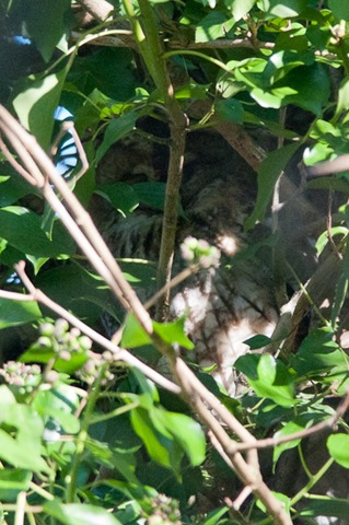 Tawny Owl hidden in the deep shade of an Ivy covered tree