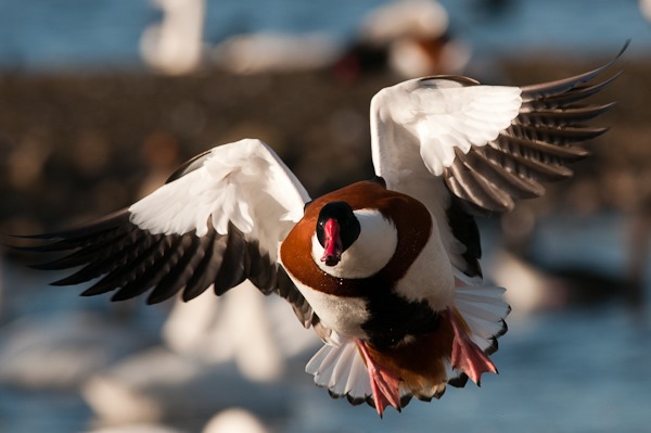  Shelduck amongst the chaos and feeding frenzy at Martin Mere