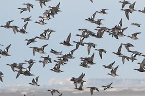 Wigeon descending upon the rapidly flooding marsh