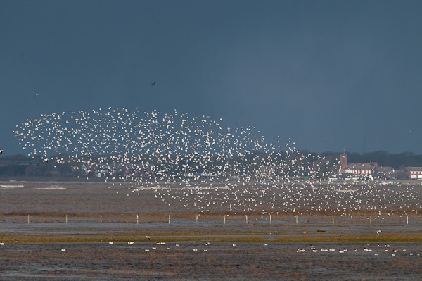 Knots wheeling through the sky above the flooded marsh