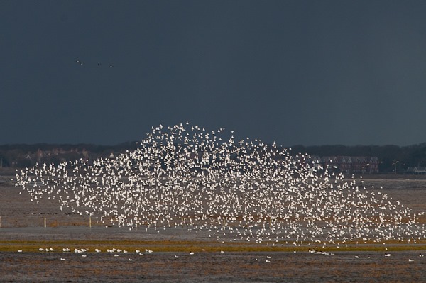 A mesmerising flock of Knots performing their try not to be eaten routine