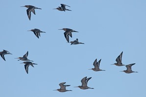 Black-tailed Godwits 