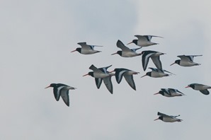 Oystercatchers returning to the marsh.