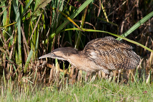 A better view of a Bittern - Leighton Moss in October 2009
