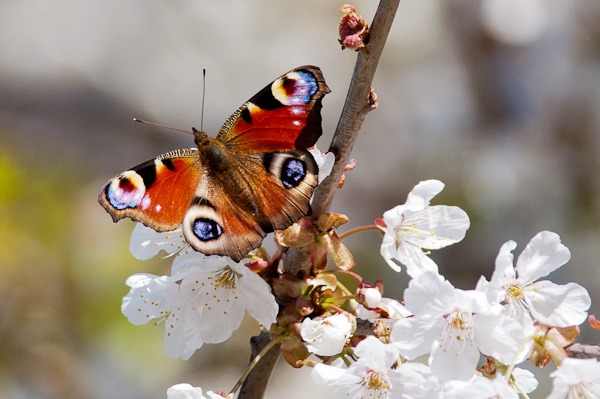 Peacock Butterfly, Kenworthy Wood.