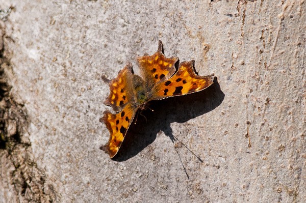 A freshly emerged Comma enjoying the early morning sunshine