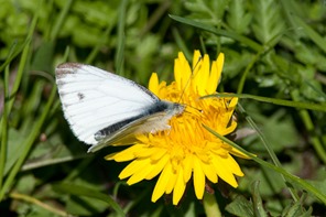 Female Orange Tip Butterfly