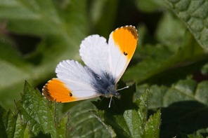 Male Orange Tip Butterfly taking a rest from patrolling the woodland edge.