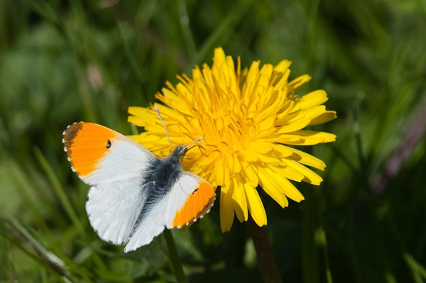 A male Orange Tip Butterfly feeding on a Dandelion, Kenworthy Wood