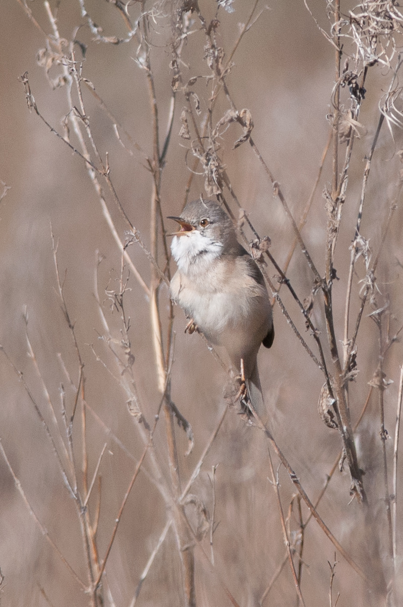 Whitethroat