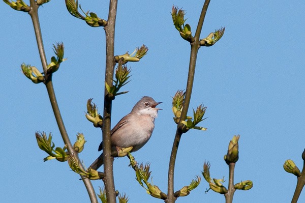 Another Whitethroat belting out its distinctive scratchy song from a young Ash tree on Barlow Tip