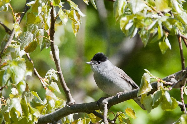 A male Blackcap high up in a Birch tree