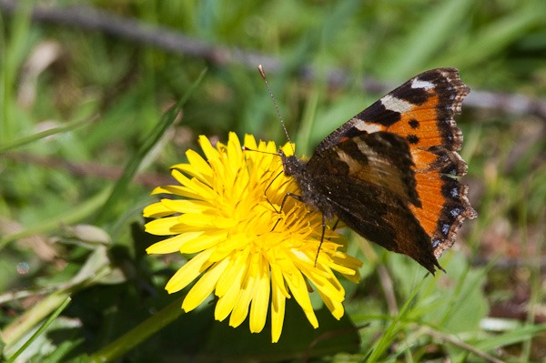 Small Tortoiseshell in Kenworthy Wood