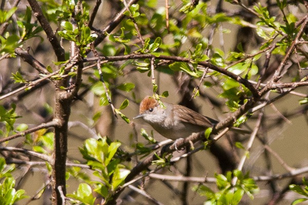 Female Blackcap skulking around in a thicket of Blackthorn