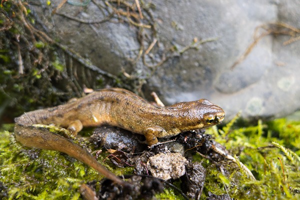 Smooth Newt amongst the moss and rocks